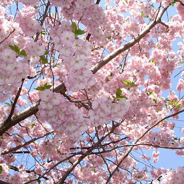 Flowering Cherry Collection - Brooklyn Botanic Garden