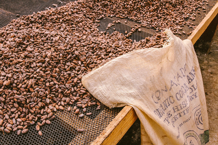 Cocao and the Origins of Chocolate