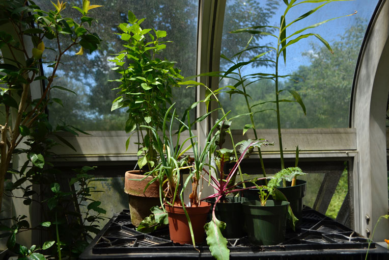 Kitchen Botany for the Apartment Gardener 