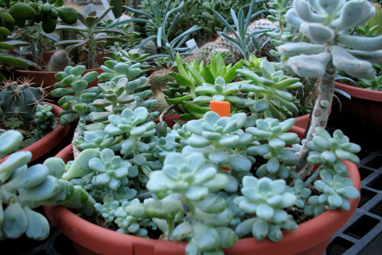 Intro to Houseplants and Succulents