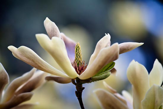 A closeup of a flower.