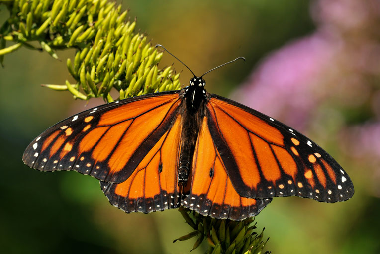 BBG Butterfly Walk, Section B - Brooklyn Botanic Garden