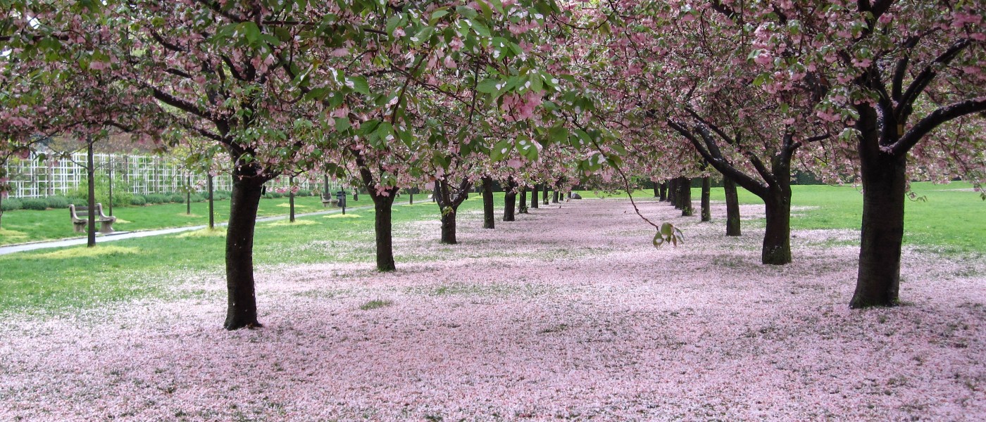 Cherry Blossoms At BBG - Brooklyn Botanic Garden