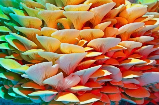 A large cluster of oyster-shaped mushrooms are bathed in yellow, green, and blue lights.