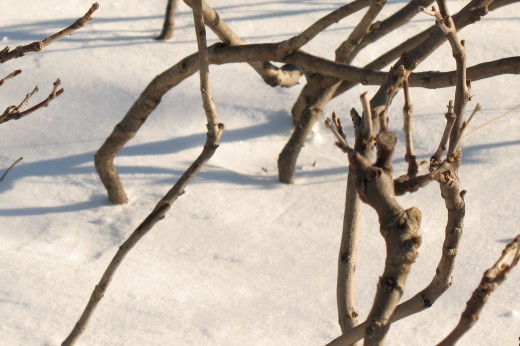 Branches with cuts peek through a thick layer of snow.