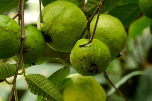 Five round green fruits are attached to thin brown branches and surrounded by green leaves.