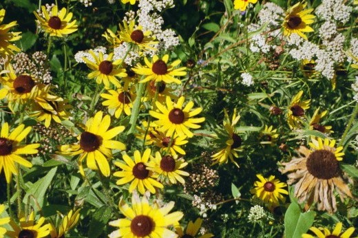 A large group of yellow flowers with dark brown centers, some fading, mixed with small white flower clusters.