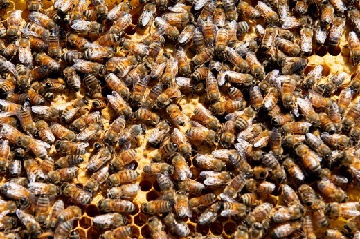 Hundreds of small striped gold and black bees crowded together on a surface.