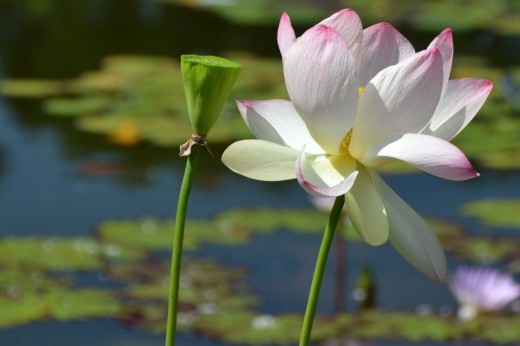 A large white and pale pink blossom with many petals against a background of water with lily pads.