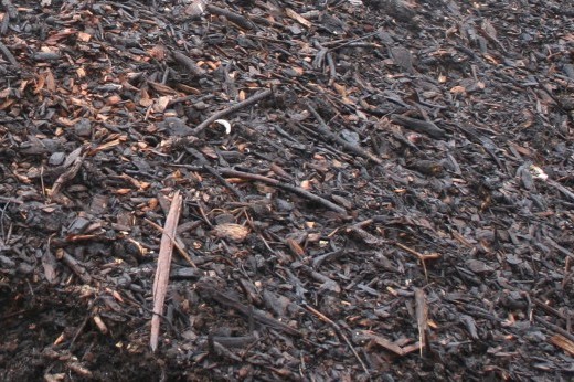 Close-up image of dark brown compost.