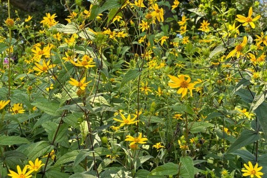 A profusion of yellow blooms and green stems and leaves that appear to sway in the wind.