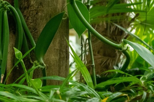 Lush green foliage surrounds long green beans hanging near two brown tree trunks.