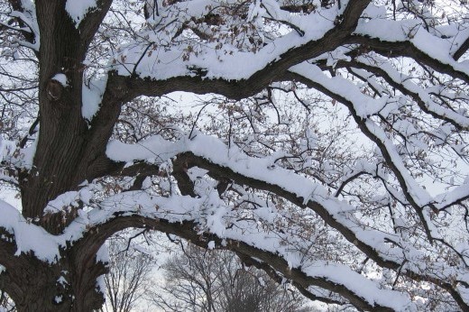 A large tree with snow covering its bare branches against a gray winter sky.