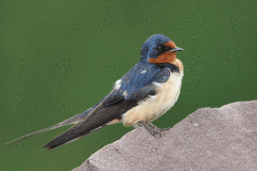 a barn swallow perched on a rock