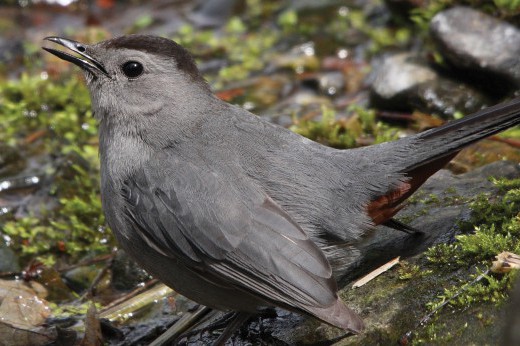 A catbird on the ground.