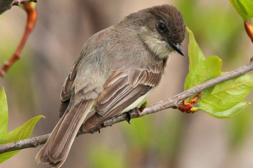 An Eastern Phoebe bird.