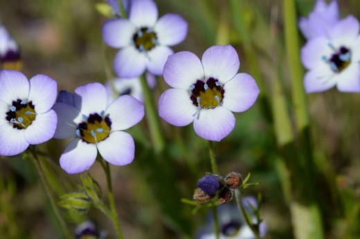 A cluster of light purple flowers with dark blue centers bloom at the tips of green stems.