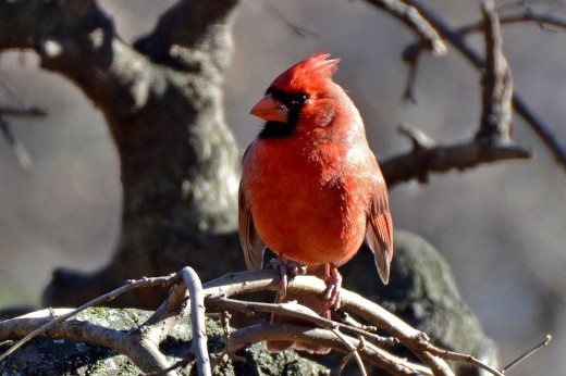 northern cardinal