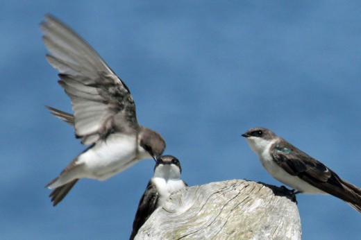 Three tree swallow birds against a blue sky.