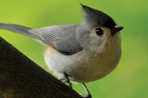 A tufted titmouse bird.