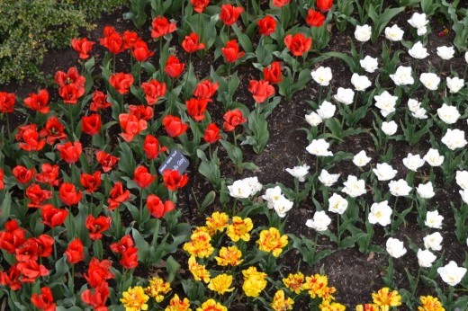 red, yellow, and white tulips