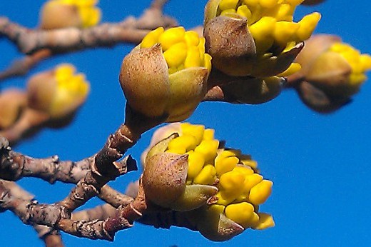 Yellow flower buds on branches against a blue sky.