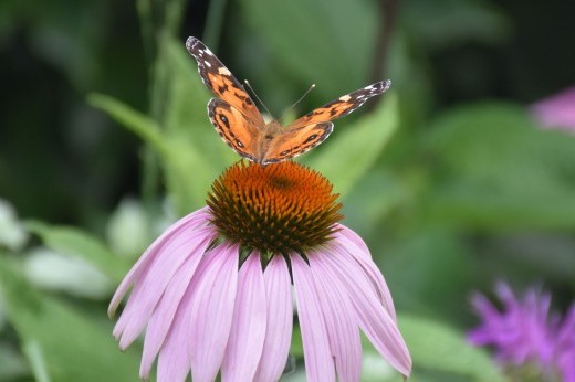 a butterfly on a purple-petalled flower