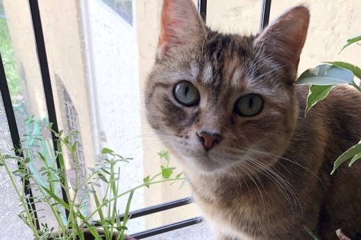 cat sitting in a window with plants