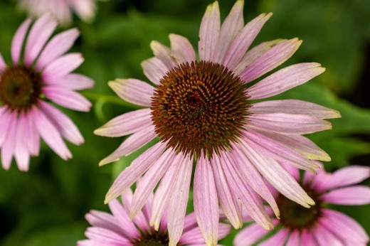 Close up on four pink flowers.