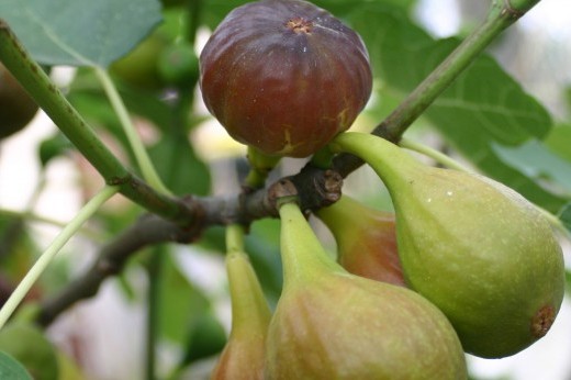 figs ripening on the tree