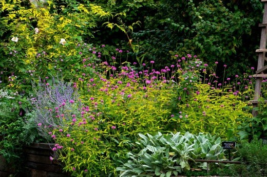 Pink and purple flowers bloom alongside lush green foliage over a stone retaining wall.