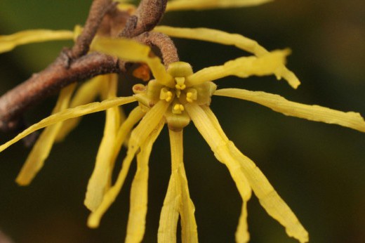 yellow-flowered common witch-hazel bloom