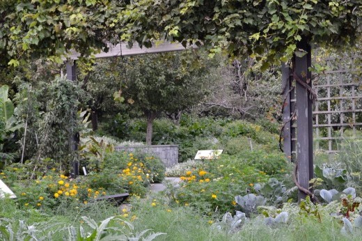 lush plants and a trellis in Brooklyn Botanic Garden's Herb Garden