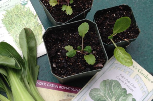 Asian green seedlings, seeds, and heads