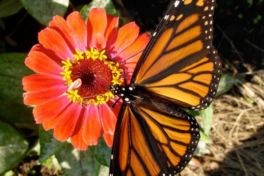 A butterfly perches on a pink flower.