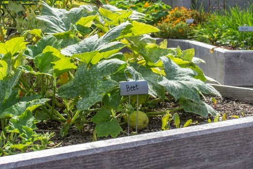 raised bed vegetable gardening