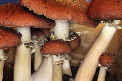 garden giant mushrooms