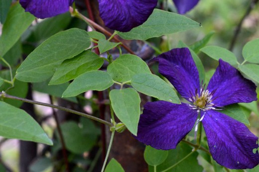 purple-flowered clematis vines