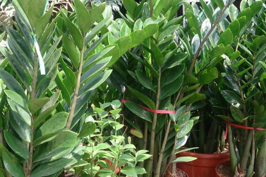 Zamioculcas zamiifolia