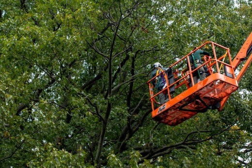 a construction vehicle raised to reach a tree