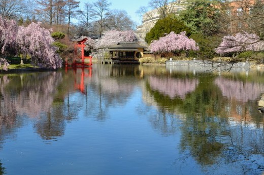 Pink-blossomed cherry trees drape over a blue pond near a Japanese tea pavilion.