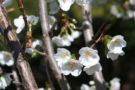 cherry blossoms