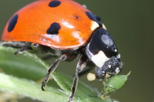 ladybug eating and aphid