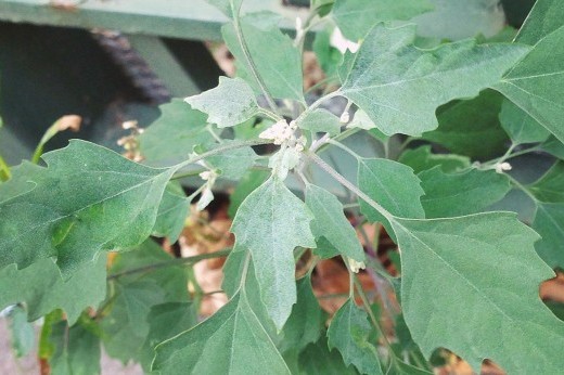 lambsquarters growing in tree bed