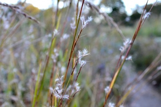 tall grass with tiny white flowers against a meadow-like background