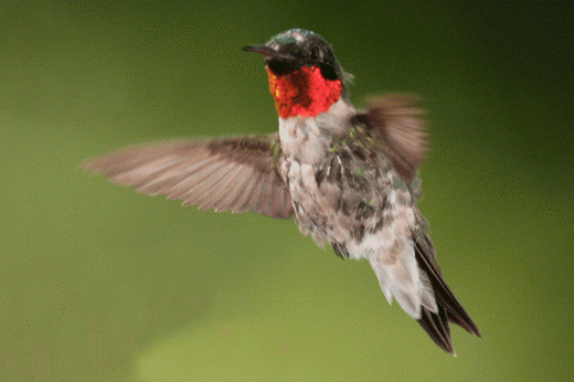 a ruby-throated humminbird