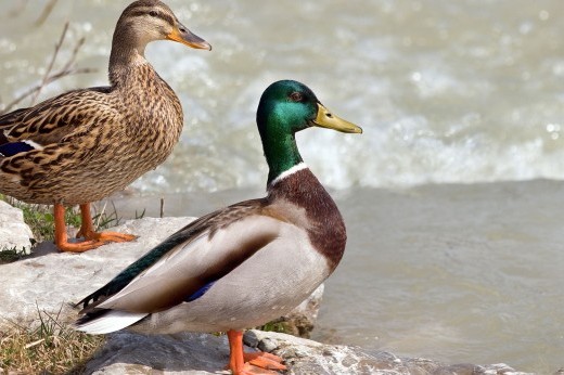 a female and a male mallard duck