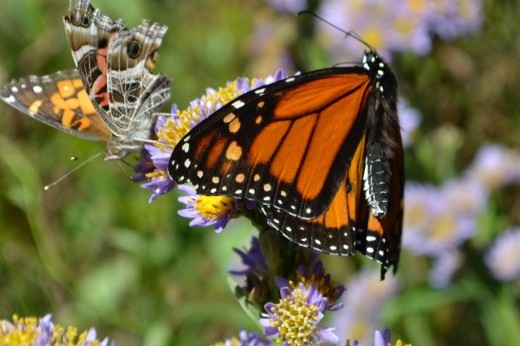 a monarch and a painted lady butterfly rest on aster flowers