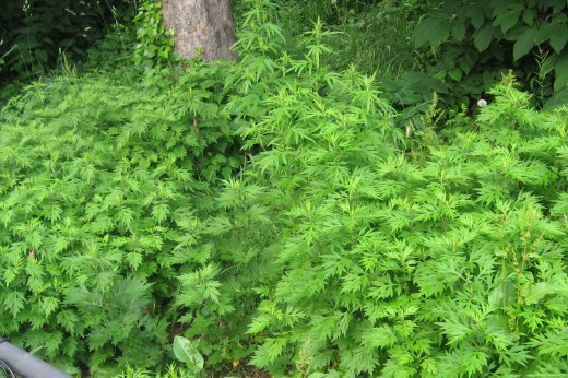 A ground cover with toothy leaves.