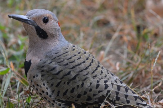 A Northern Flickr bird.